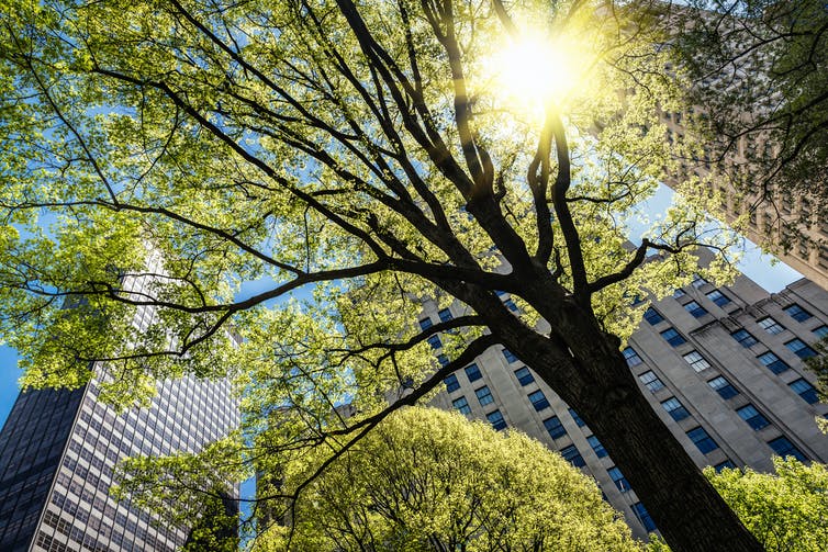 The Urban Forest Of The Future: How To Turn Our Cities Into Treetopias