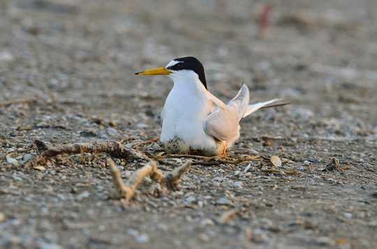 What The Coronavirus Lockdown Could Mean For Urban Wildlife