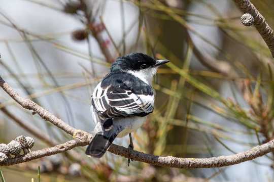 How To Transform Your Garden Or Balcony Into A Wildlife Haven