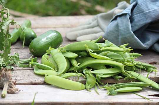 It's A Great Time To Start A Vegetable Garden