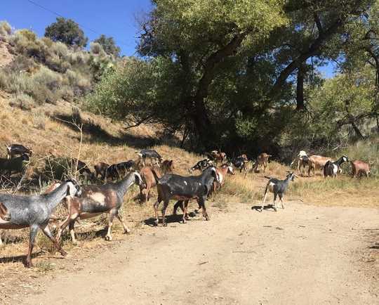 How Young California Ranchers Are Finding New Ways To Raise Livestock And Improve The Land