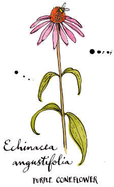 Echinacea 