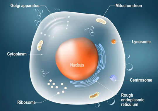 Messenger RNA carries genetic information from DNA in the highly protected nucleus out to the rest of the cell, where structures called ribosomes can build proteins according to the DNA blueprint.