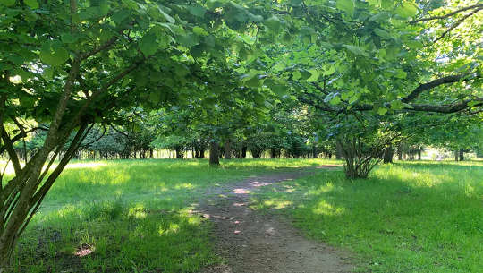 Urban oak meadow. Nature walk near the author’s house.