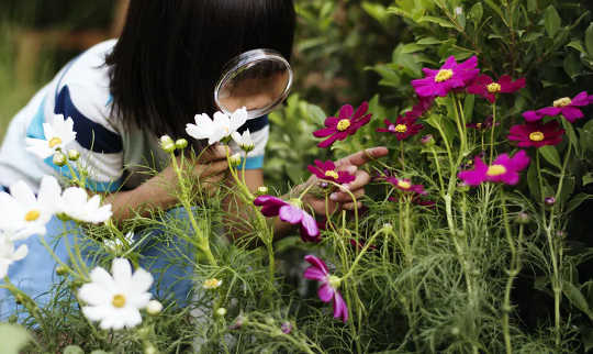 wildflowers