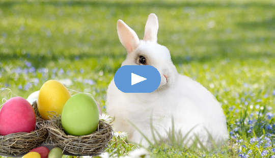 A white rabbit with colored eggs in nests.