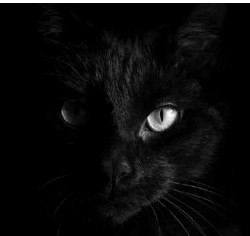 black cat