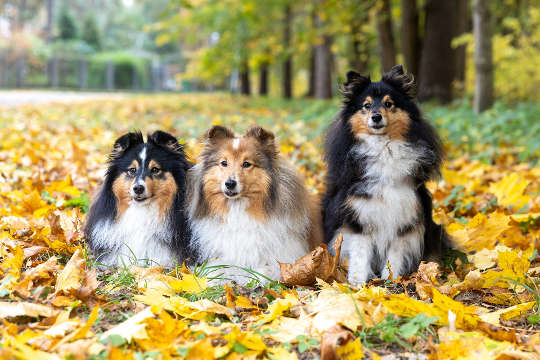 three dogs sitting down out in nature