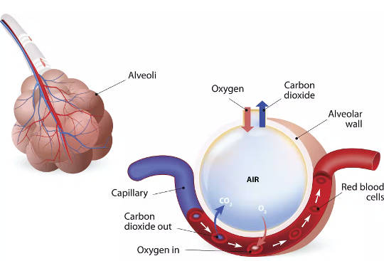 The alveoli of the lungs