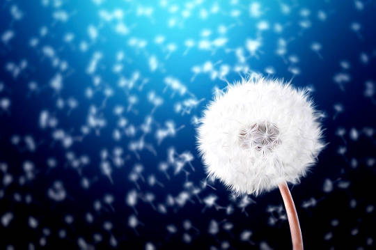 a dandelion bloom ready to burst out with seeds