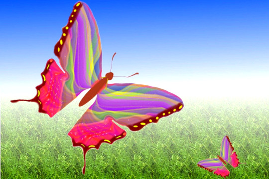 multicolored butterflies