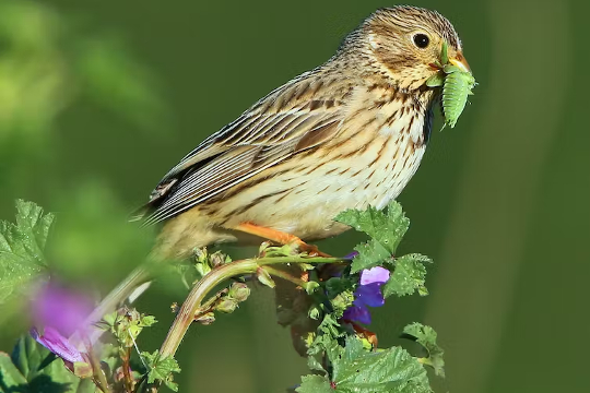 corn bunting, a farmland bird