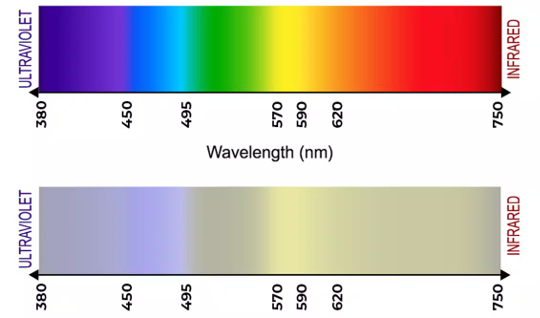 can dogs see colors2 1 10