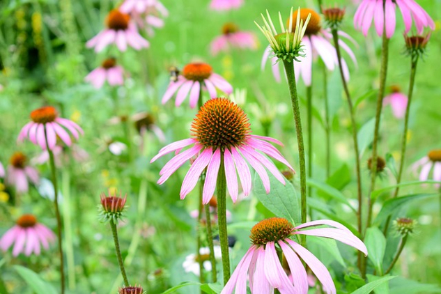 echinacea flowers