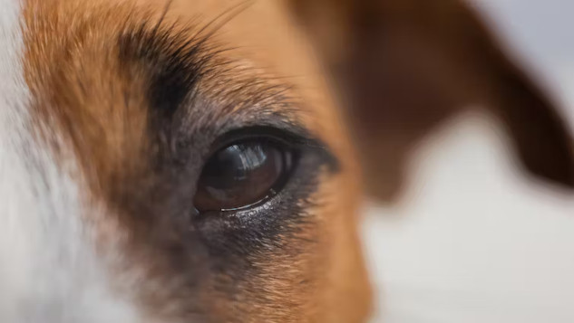 A person making eye contact with their dog, reflecting a deep emotional and neural connection.