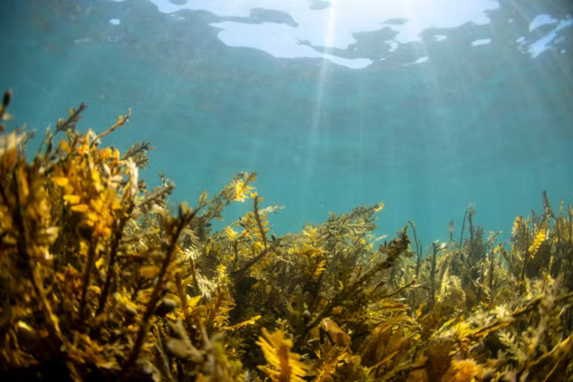 A bowl of fresh seaweed, highlighting its antioxidant properties and potential role in preventing Parkinson’s disease.