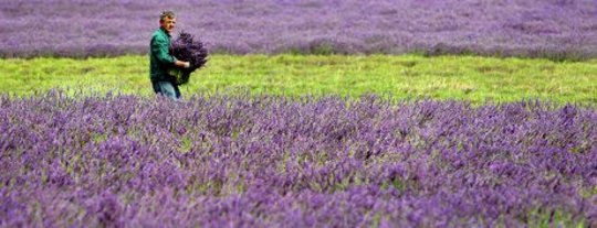 Lavender in Your Garden: For Health, Fragrance, Well-Being