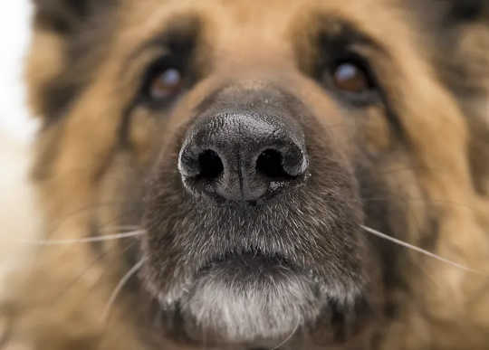 These Dogs Are Trained To Sniff Out The Coronavirus. Most Have A 100% Success Rate