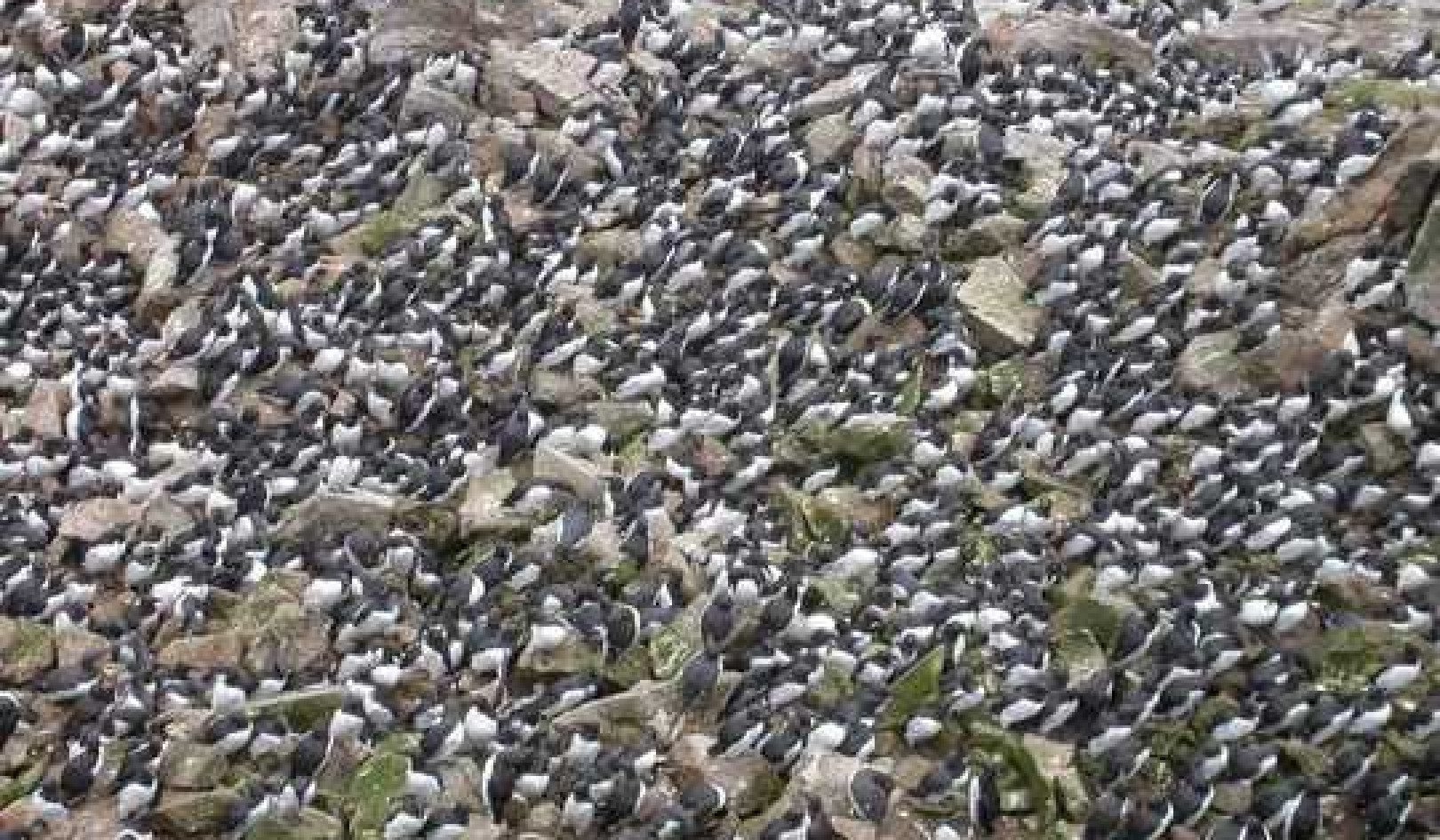 Worst Marine Heatwave On Record Killed One Million Seabirds In North Pacific Ocean