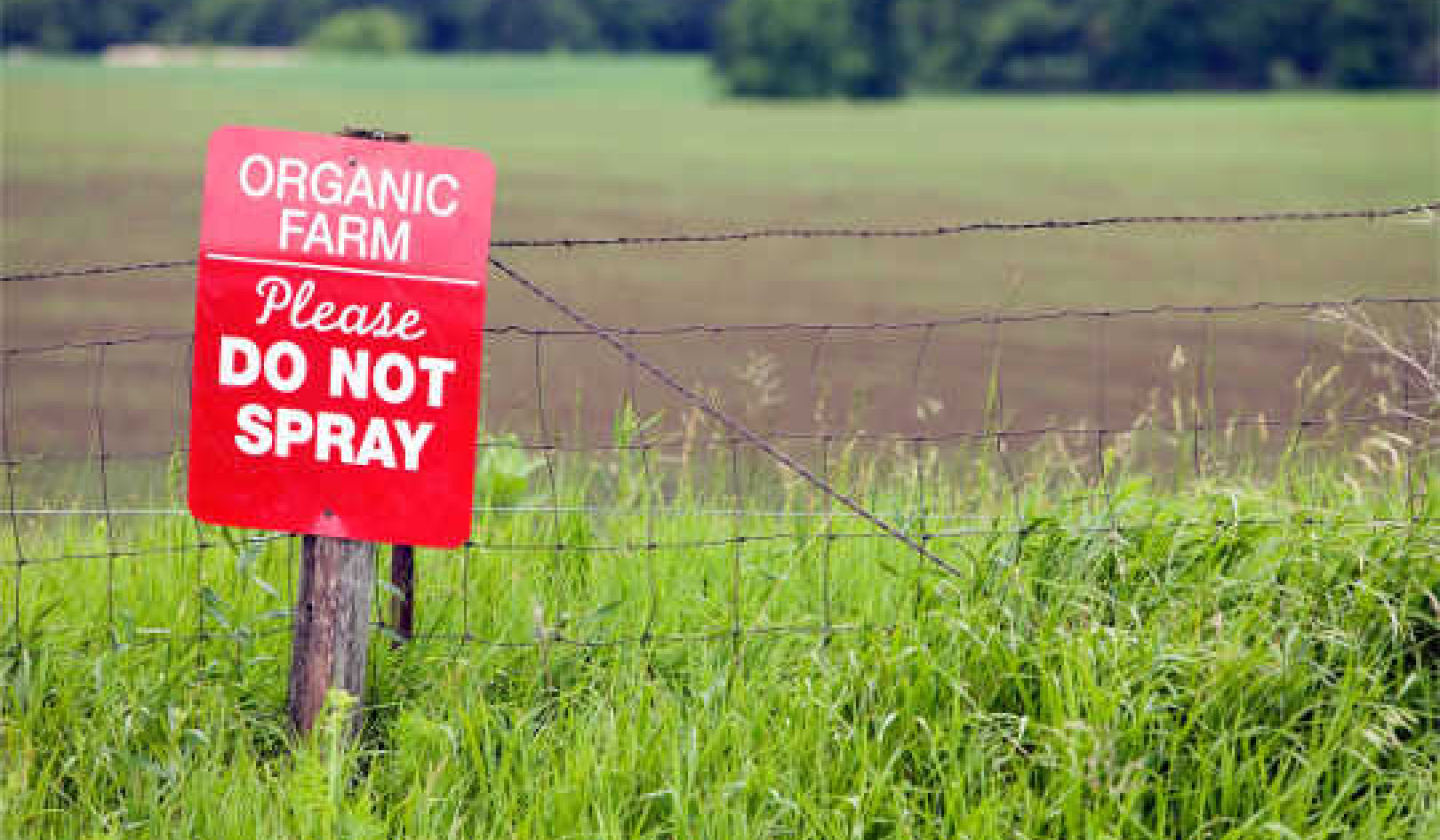 What Is The Risk Of Genetically Engineered Pesticides That Hang Out In The Soil?