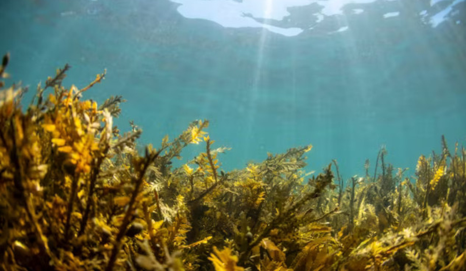 Can Seaweed Help Prevent Parkinson’s Disease?