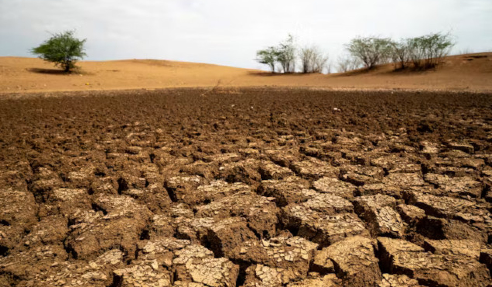 How Healthy Soil Benefits Your Gut and Brain