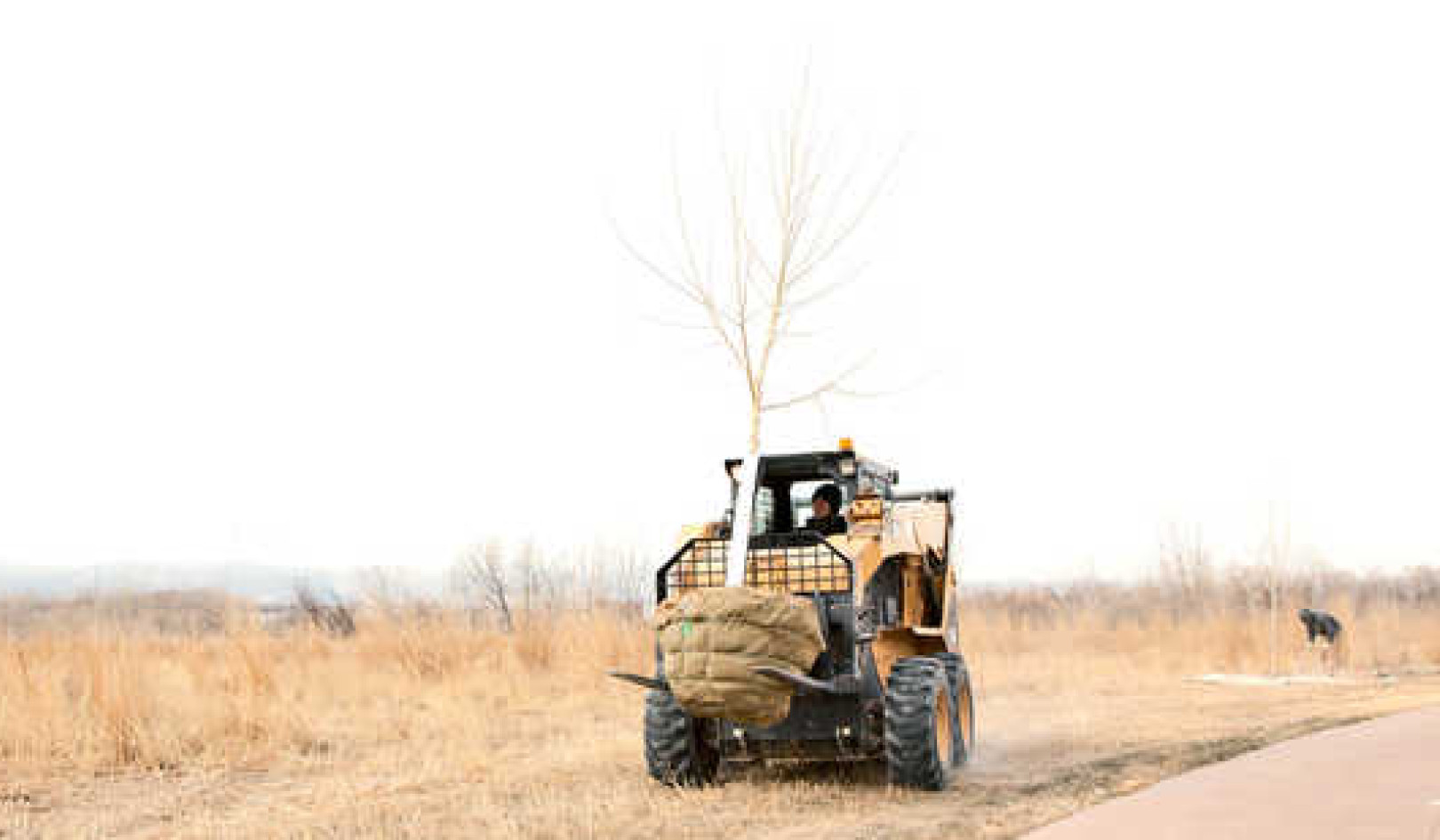 How Planting Trees Can Improve Water Quality