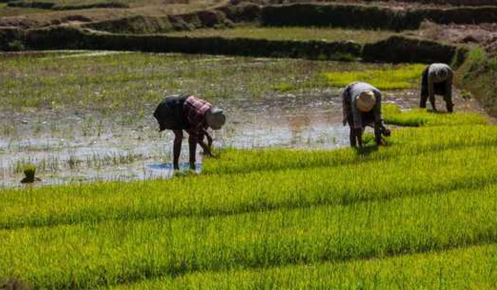 The Private Sector, Agriculture And Climate Change. Connecting The Dots