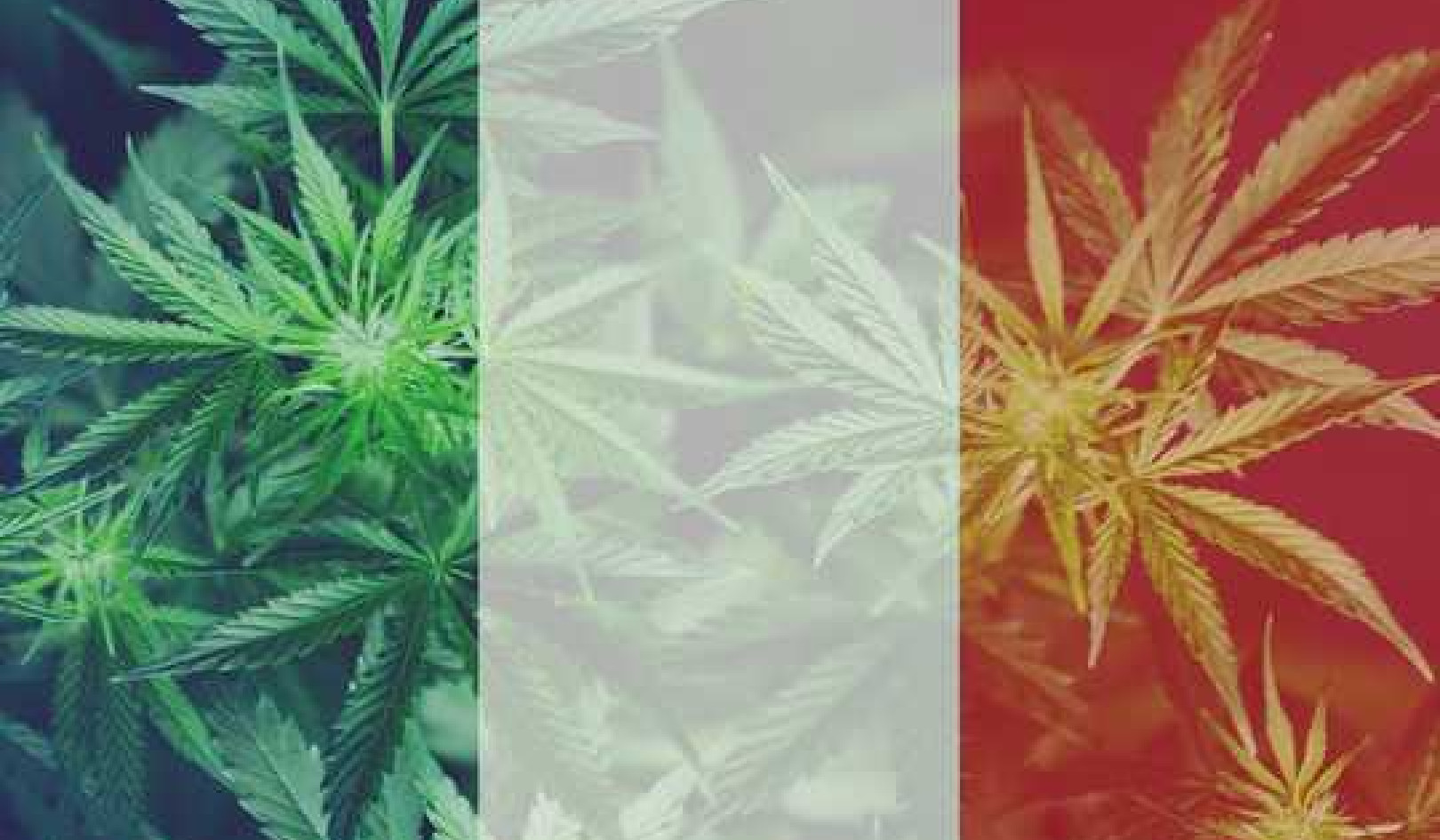 France Forgot Its Own Golden Age Of Medical Marijuana?