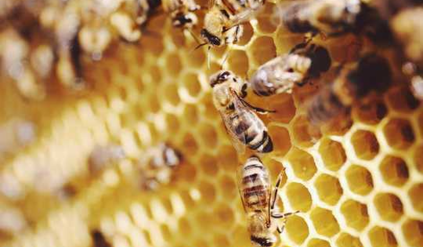 New Research Shows Bees Can Add And Subtract