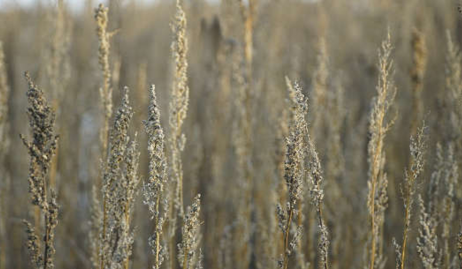 Developing Inner Vision with the Queen of Herbs and the Spirit of Mugwort