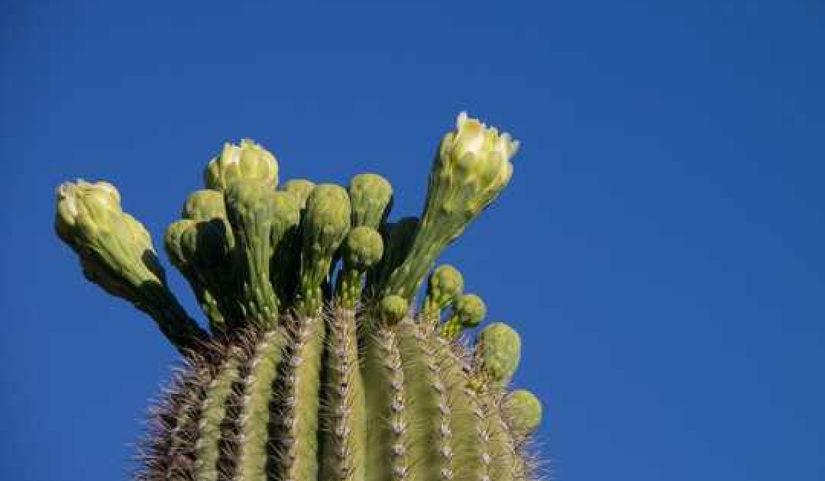 Why Are Cacti So Juicy? The Secret Strategy Of Succulents