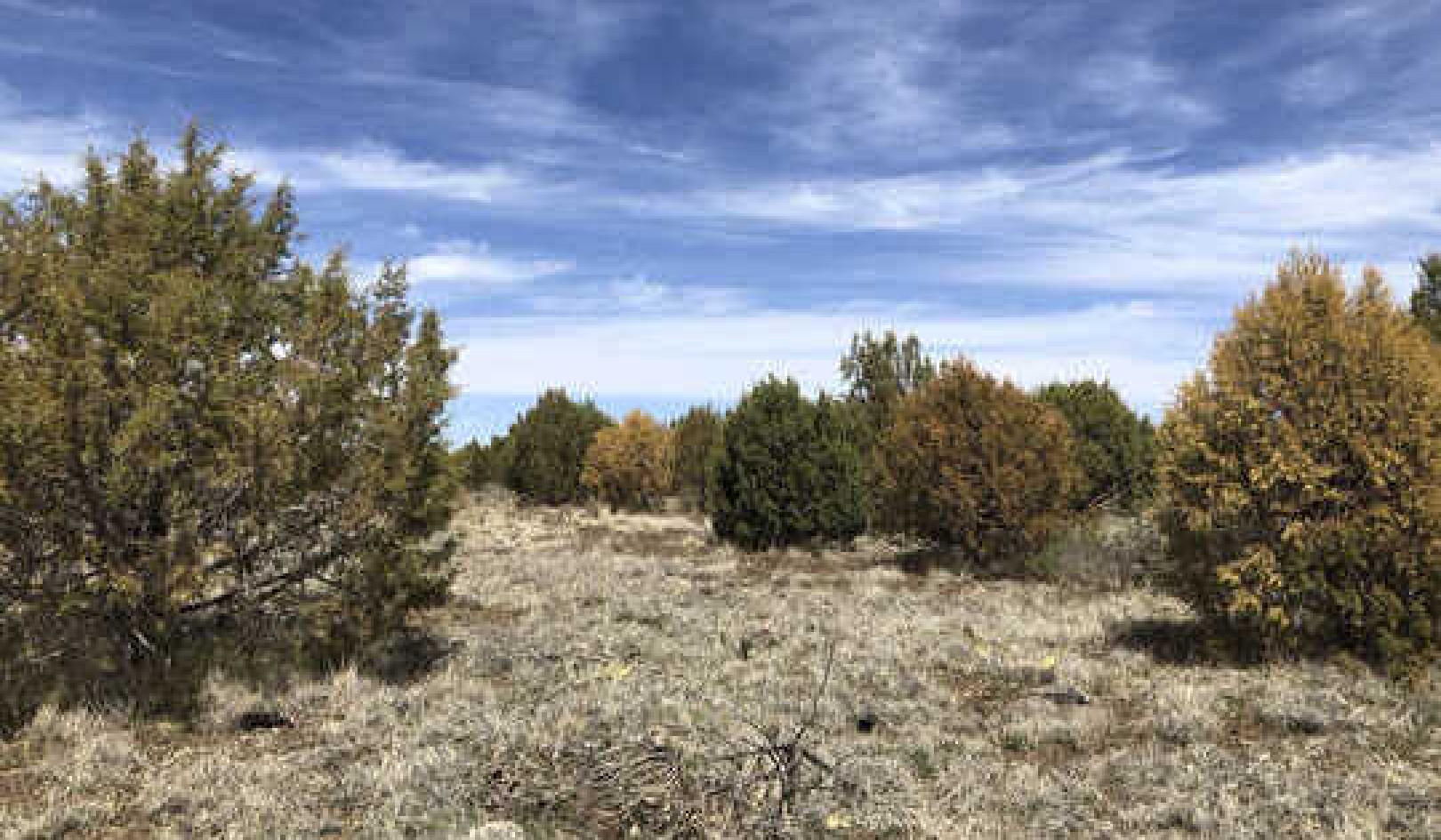 What’s going on inside the veins of trees dying of thirst in a drought?