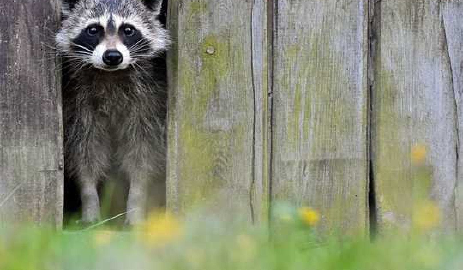 Growing Your Own Food ? Plan For Pests!