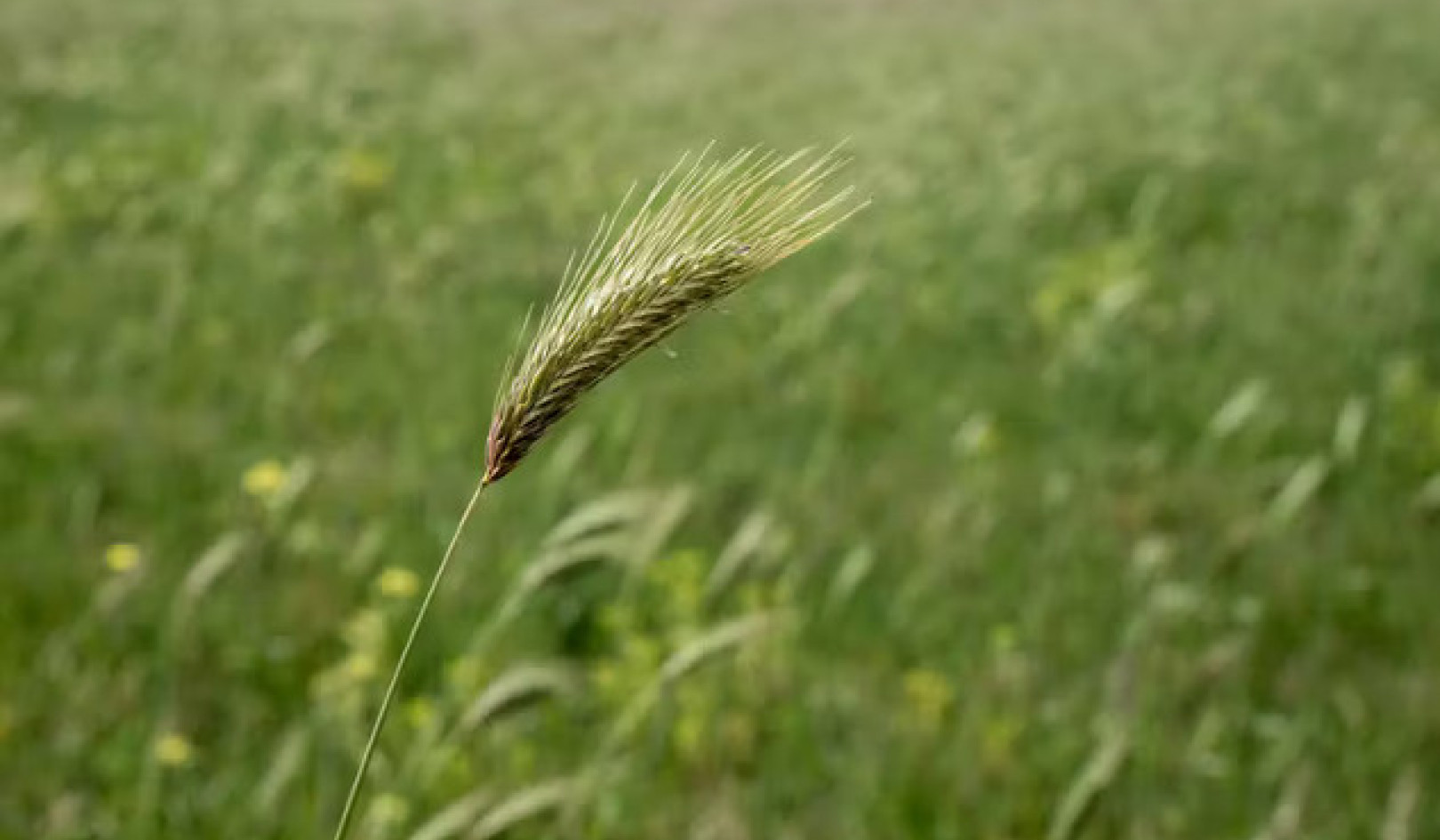 Foxtail Seed Pods: Protect Your Pets from This Summer Hazard