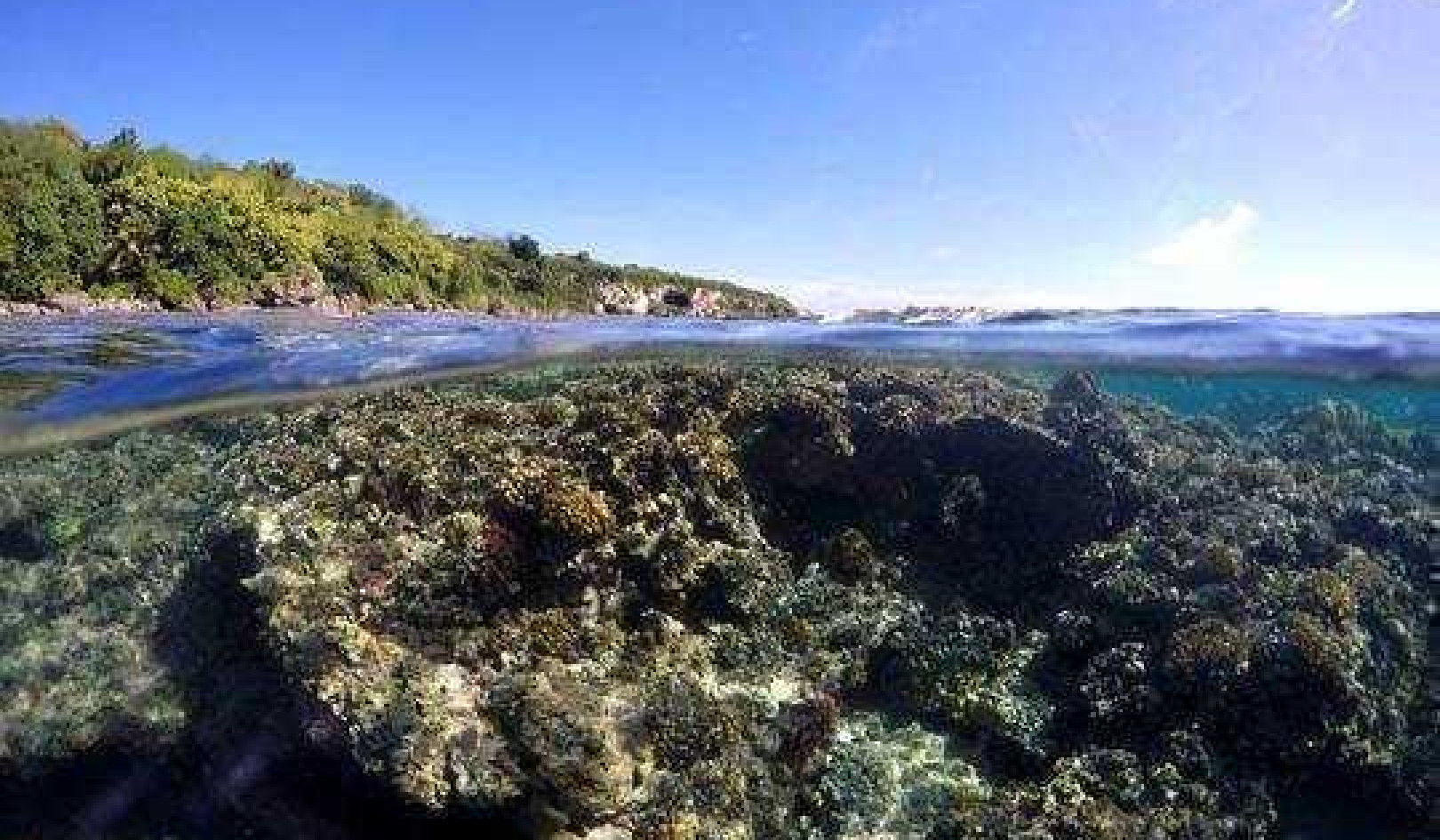 We Opened Up All Our Data On Coral Reefs – More Scientists Should Do The Same