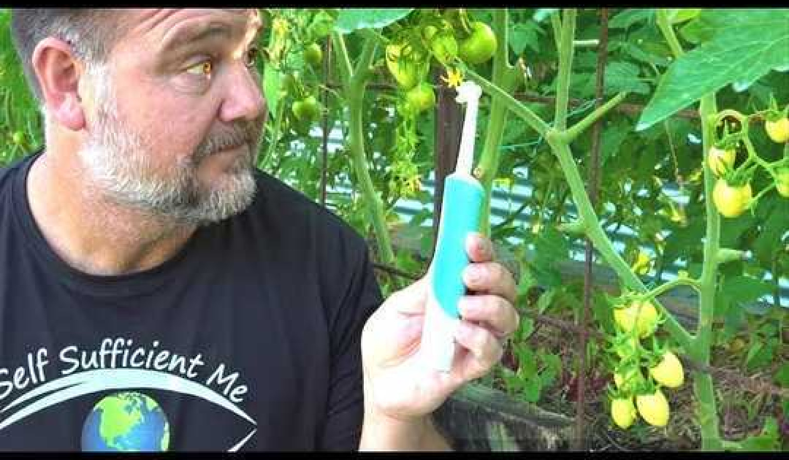 Toothbrush Tomato Trick to Get Better Fruit Set & Flower Pollination