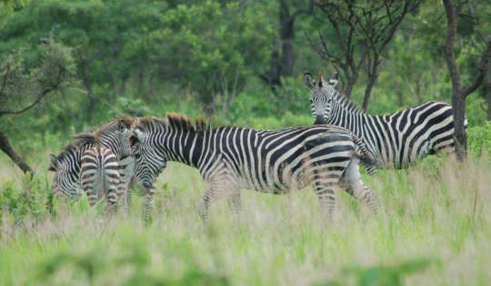 Why Zebra's Stripes Are A No Fly Zone For Flies