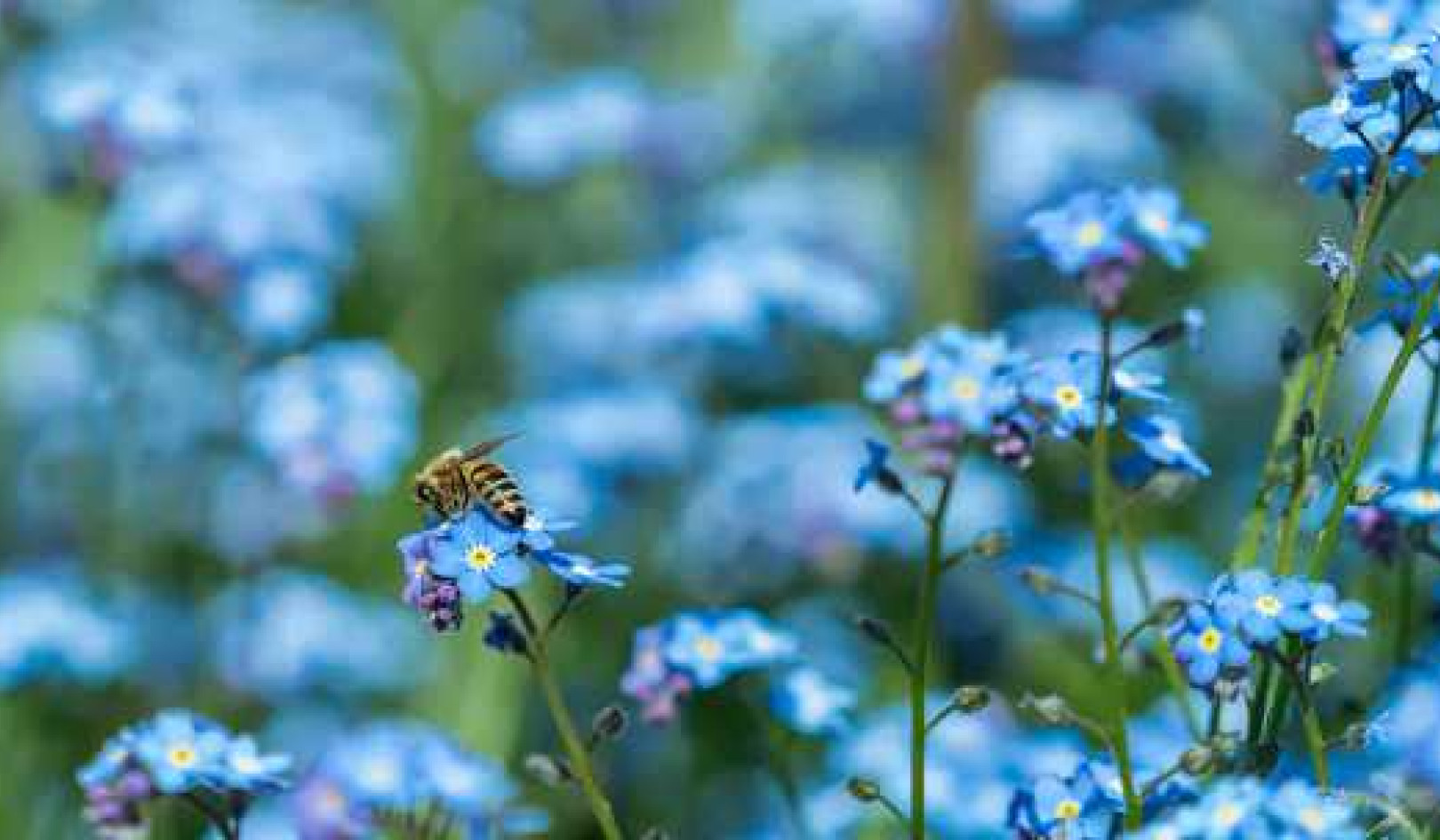 The Mystery Of The Blue Flower: Nature's Rare Colour Owes Its Existence To Bee Vision