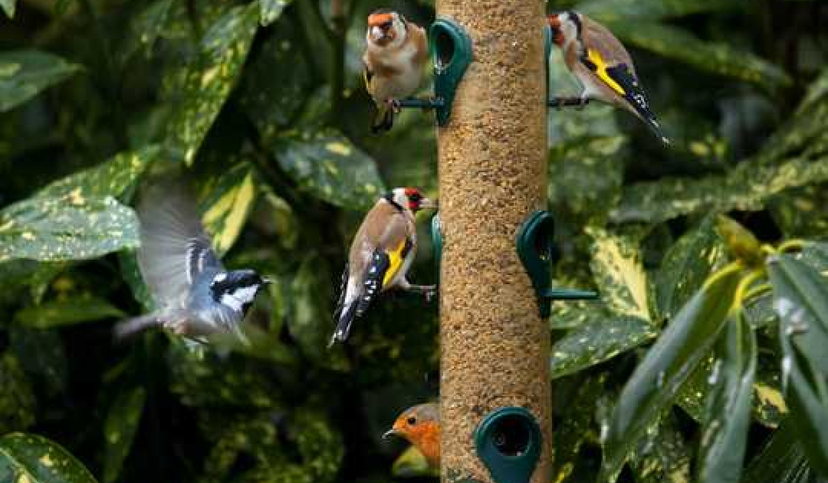 4 Ways People Stuck At Home Became Armchair Naturalists During Lockdown