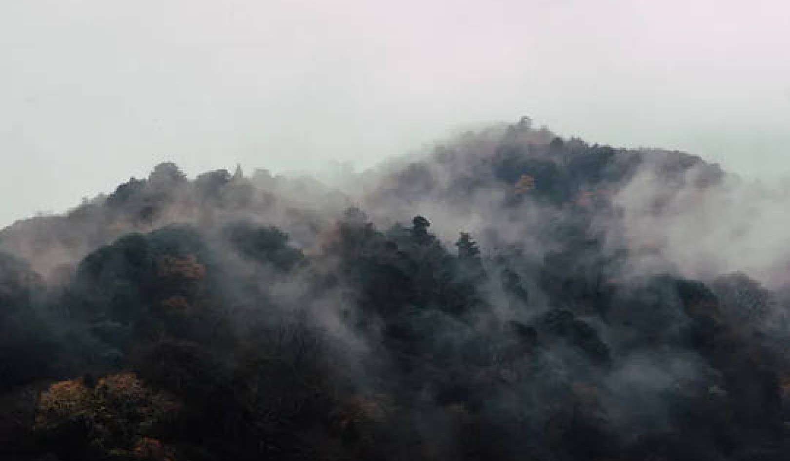 Are Young Trees or Old Forests More Important for Slowing Climate Change?