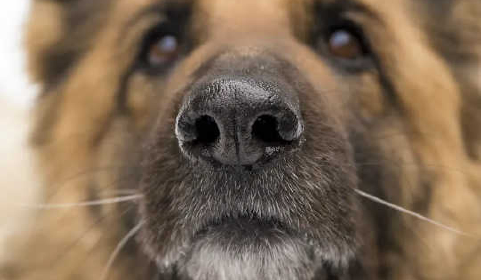 These Dogs Are Trained To Sniff Out The Coronavirus. Most Have A 100% Success Rate