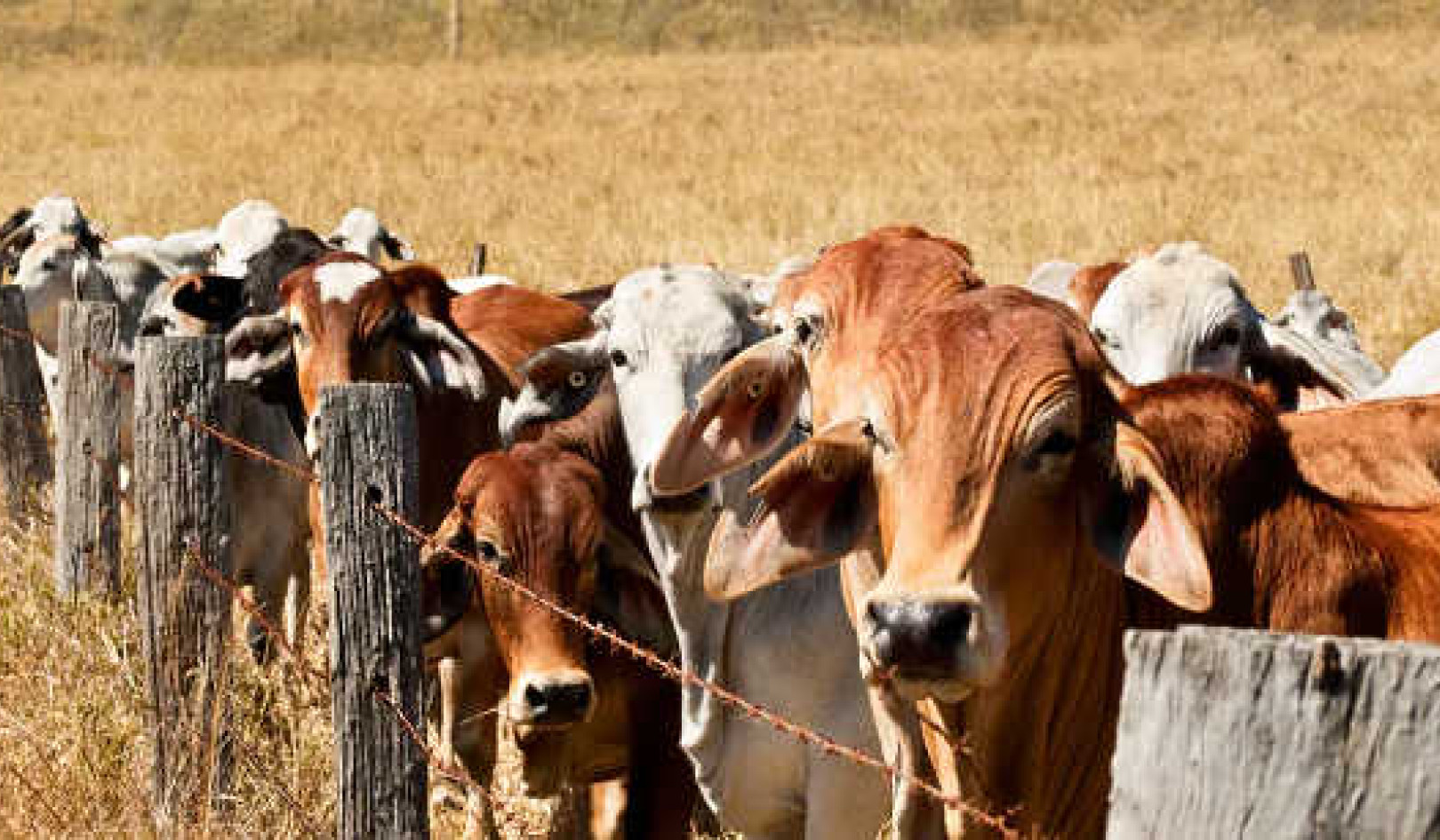 Australia's Farmers Want More Climate Action – And They’re Starting In Their Own Backyards