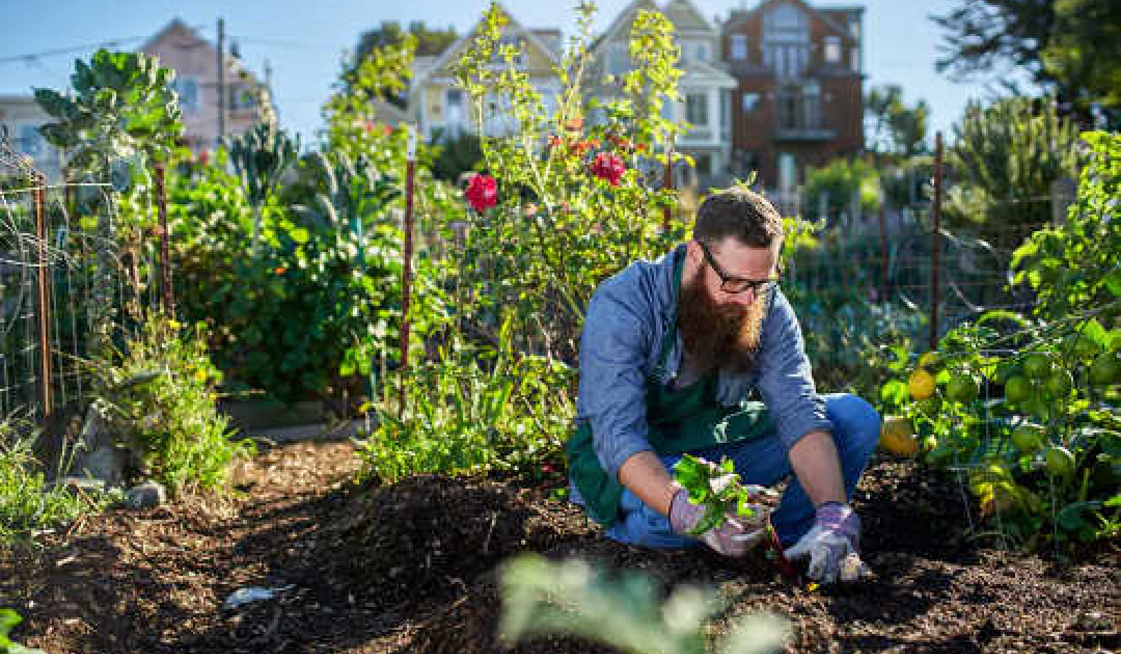 4 Reasons for Urban Farming to Flourish, Post-Pandemic