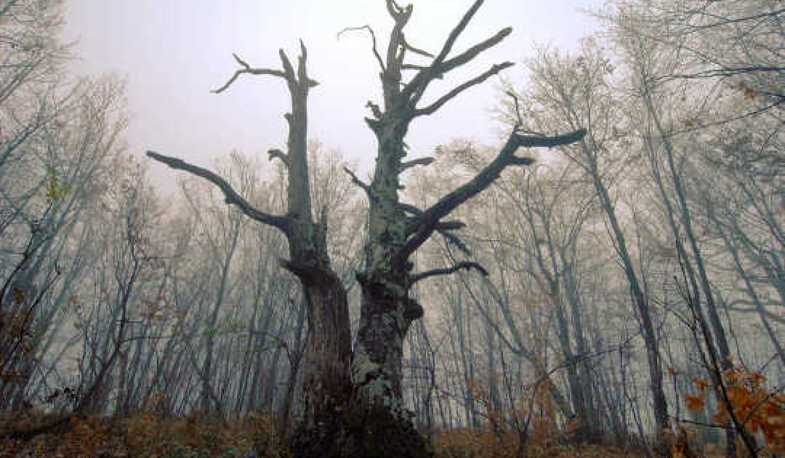 Across The World, Trees Are Growing Faster, Dying Younger – And Will Soon Store Less Carbon