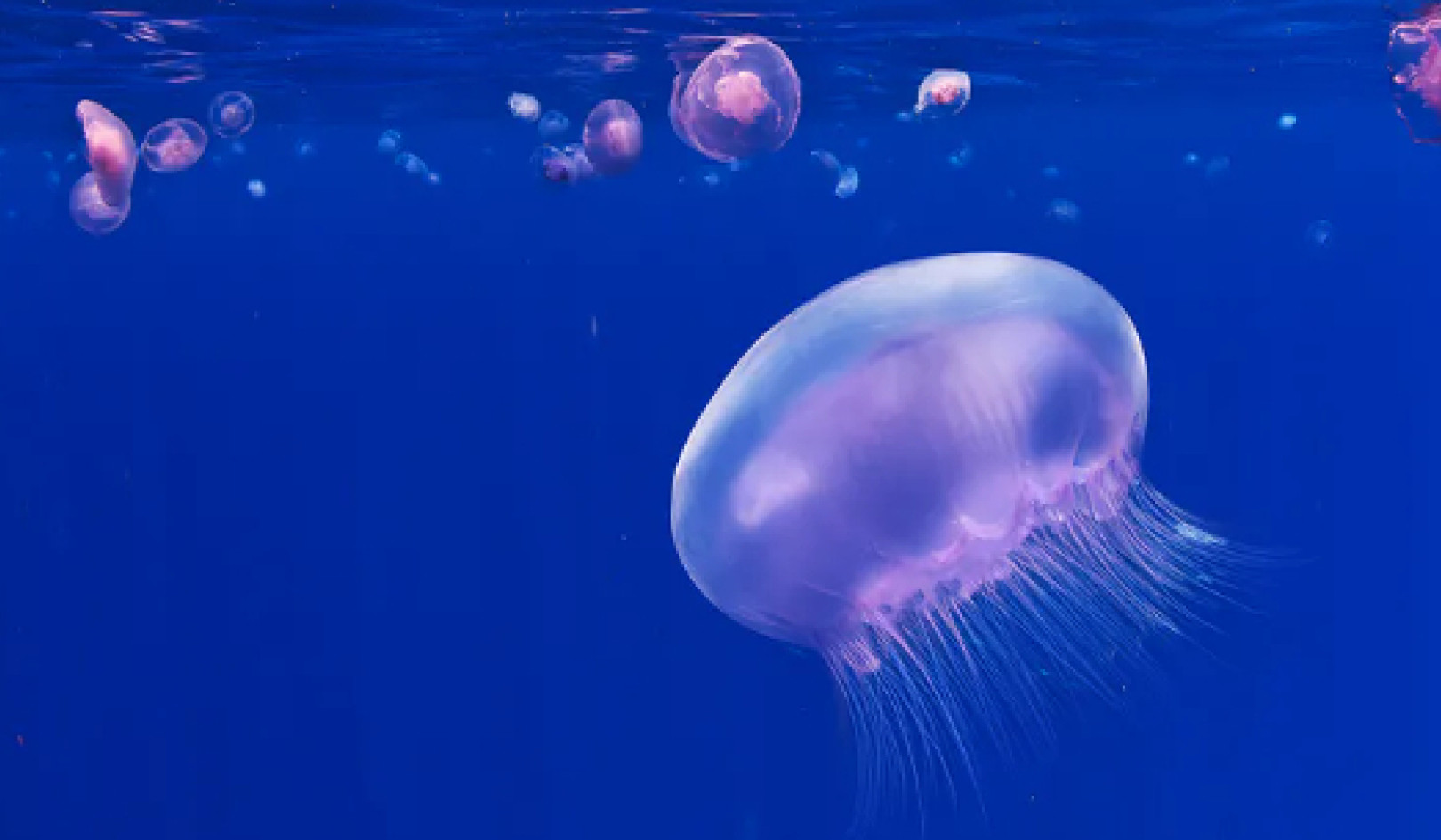 Robot Jellyfish Could Help Service Offshore Windfarms