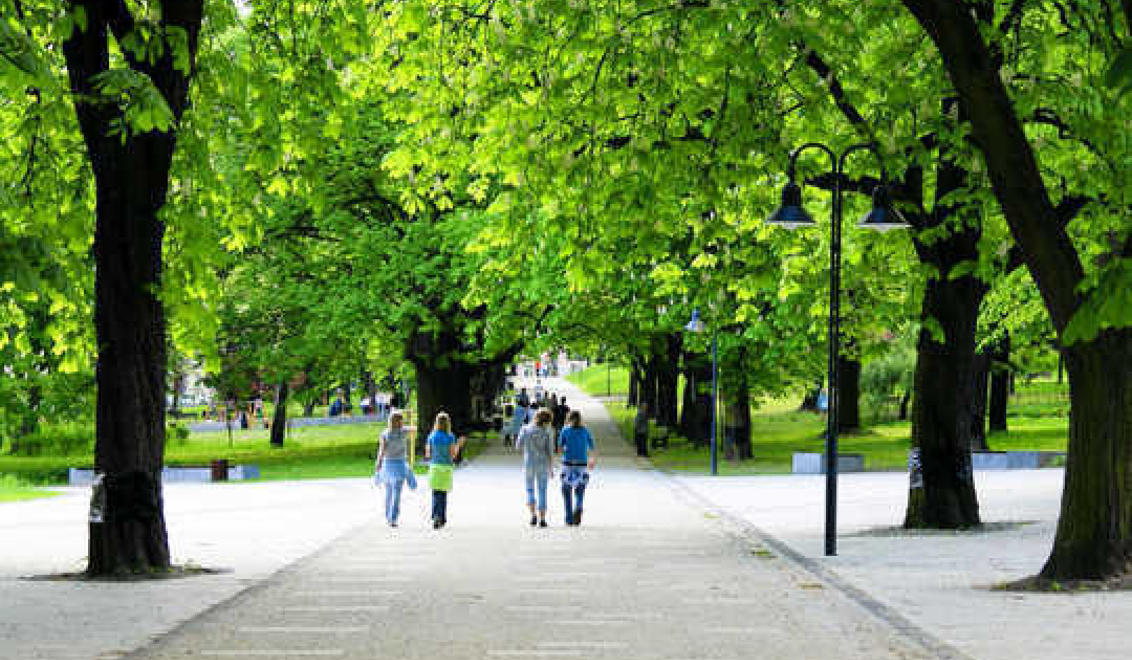 How Can Trees Really Cool Our Cities Down?