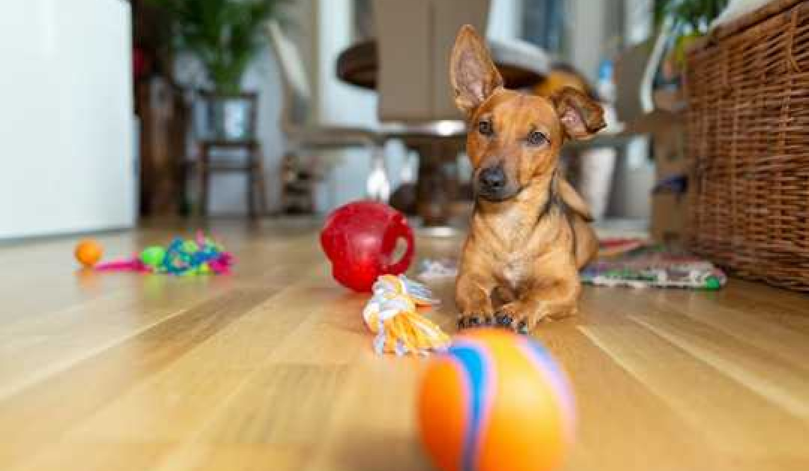 Lockdown Can Be Stressful For Pets Too – Here's How To Keep Your Dog Entertained