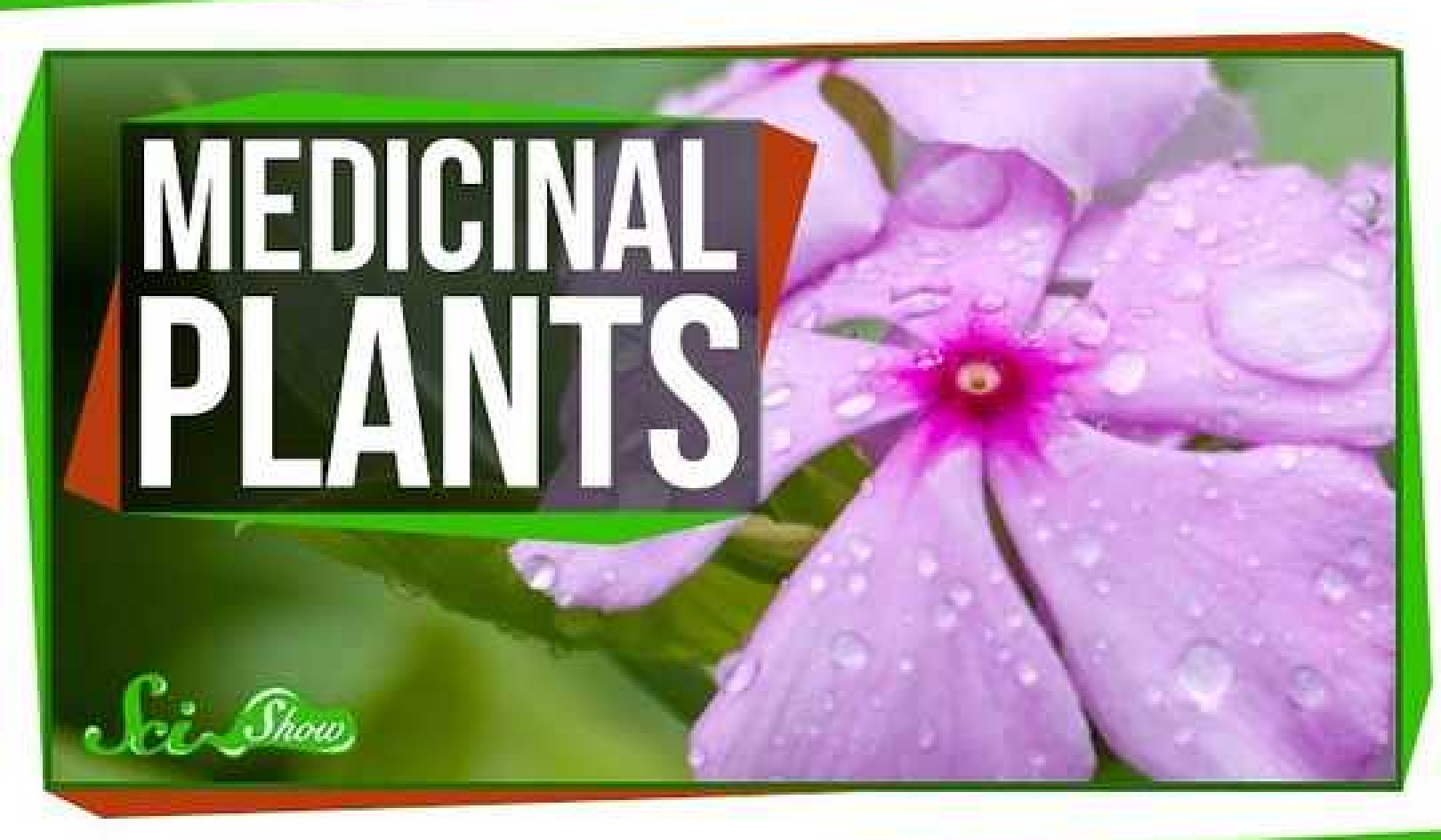 4 Plants That Are Great for Humans