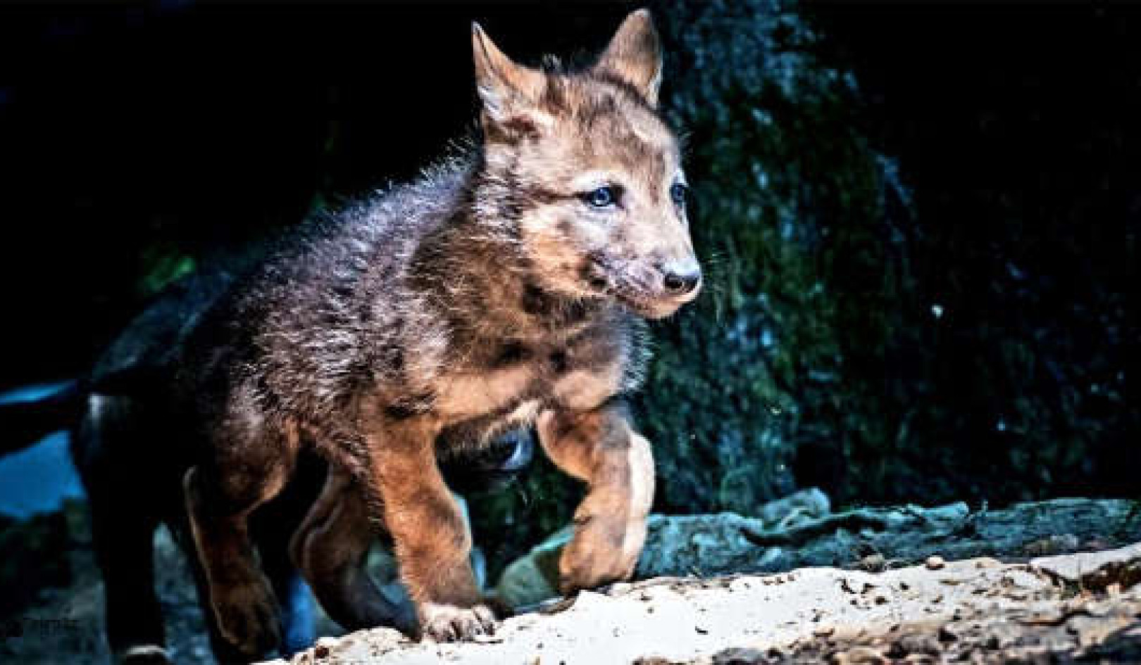 Why your puppy gets you but a wolf pup won’t